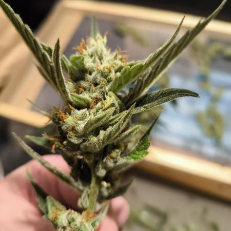 Divine Seeds Auto Candy