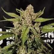Dream Sherbet Auto