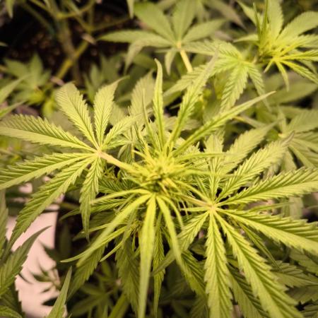 White Truffle Grow Up