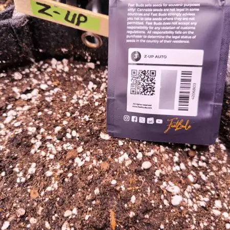Fast Buds Z-UP Auto