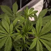 Fast Buds Strawberry Gorilla 🦍