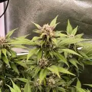 Fast Buds Banana Purple Punch RF3