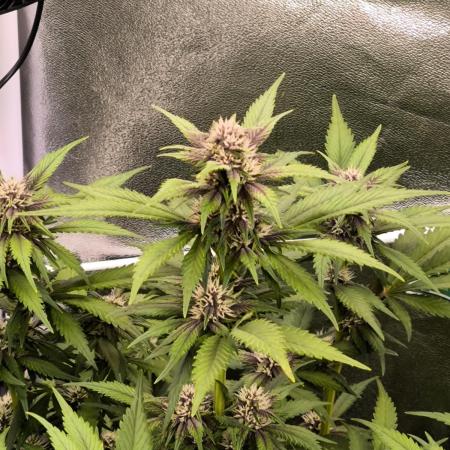 Fast Buds Banana Purple Punch RF3