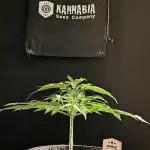 Dream Sherbet Auto