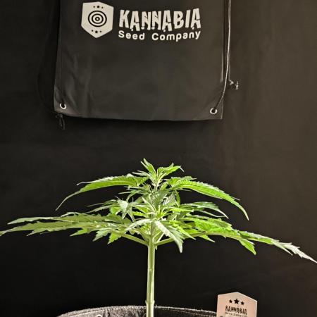 Dream Sherbet Auto