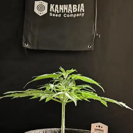 Dream Sherbet Auto