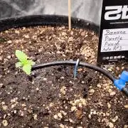 Fast Buds Banana Purple Punch RF3