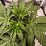 Fast Buds Frost Banger