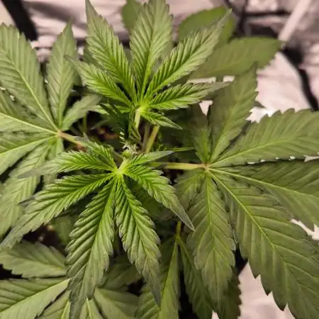 Fast Buds Frost Banger