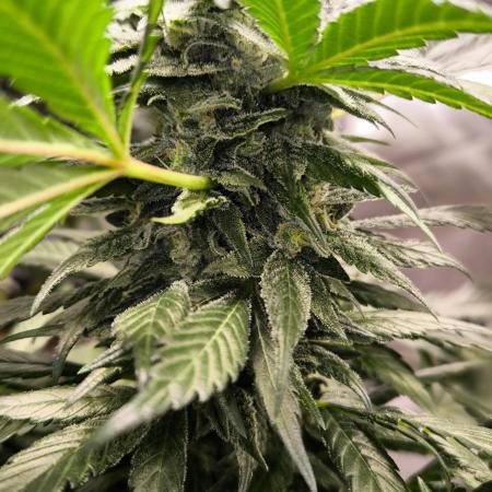 Privileged Baddie 12/12