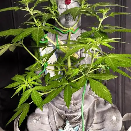 Shivas Do-Si-Dos F1 Hybrid Auto