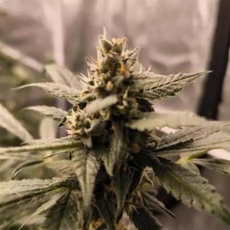 SWEET SEEDS new Strain