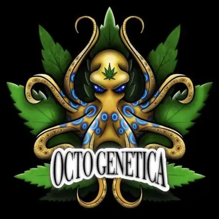 Octo Genetica