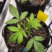 Fast Buds Strawberry Gorilla 🦍