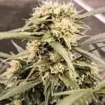 Fast Buds Frost Banger