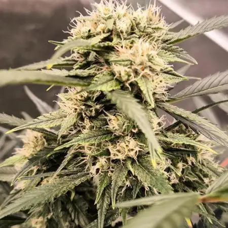 Fast Buds Frost Banger