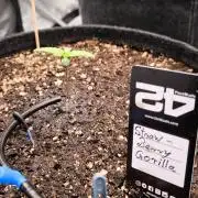 Fast Buds Strawberry Gorilla 🦍