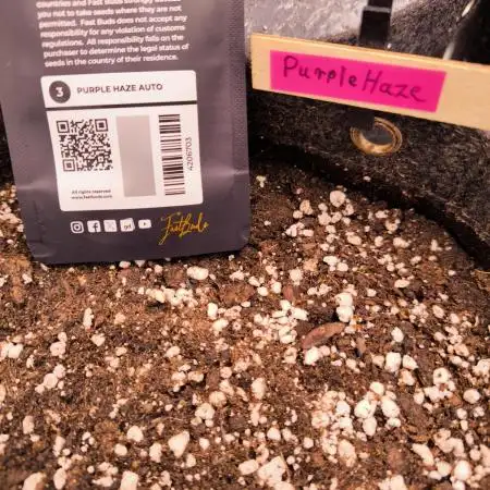 Fast Buds Purle Haze Auto