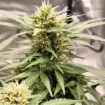 Blackberry MoonRocks 12/12