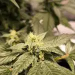 Privileged Baddie 12/12