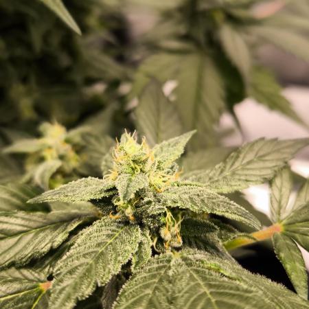 Privileged Baddie 12/12