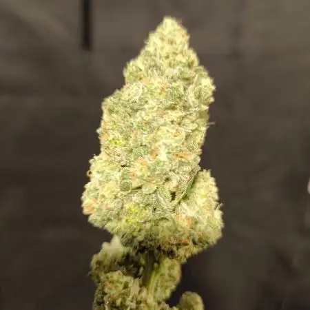 Dutch Passion Growing Competition 2025 with Xpert Nutrients