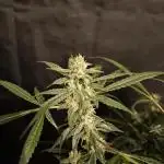SWEET SEEDS new Strain