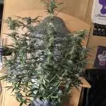 ZAMNESIA BUDDA! PROJEKT !