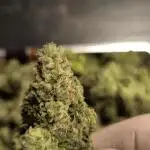 Shivas Do-Si-Dos F1 Hybrid Auto