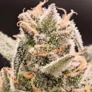 Dream Sherbet Auto