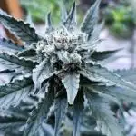 Bubba Kush