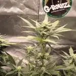 Banana Fumes 12/12