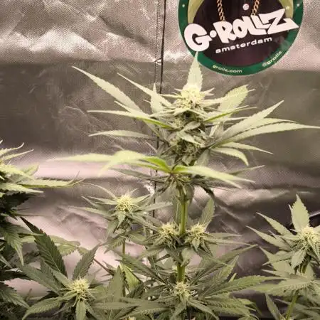 Banana Fumes 12/12