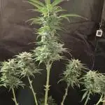 Dutch Passion Growing Competition 2025 with Xpert Nutrients