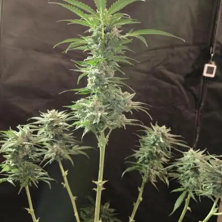 Dutch Passion Growing Competition 2025 with Xpert Nutrients