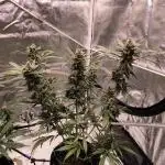 SWEET SEEDS new Strain