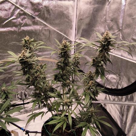 SWEET SEEDS new Strain