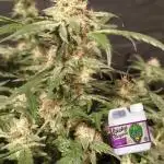 Divine Seeds Competition 2025