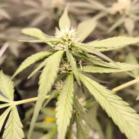 SWEET SEEDS new Strain