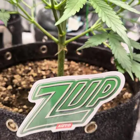 Fast Buds Z-UP Auto