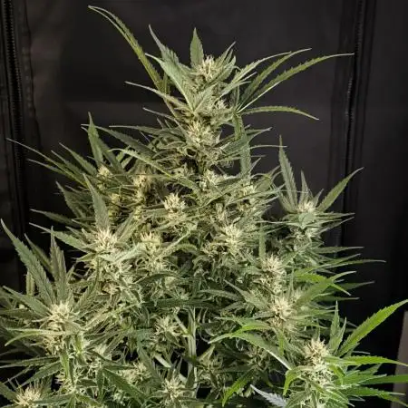 Fast Buds Z-UP Auto