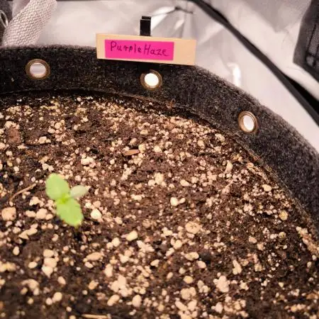 Fast Buds Purle Haze Auto