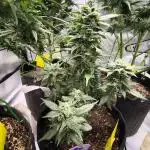 Privileged Baddie 12/12