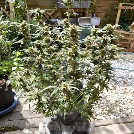 ZAMNESIA BUDDA! PROJEKT !