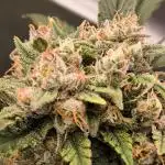 Fast Buds Frost Banger