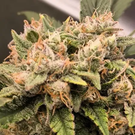 Fast Buds Frost Banger