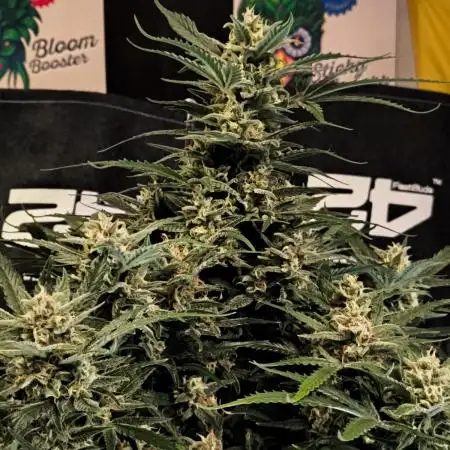 Fast Buds Z-UP Auto