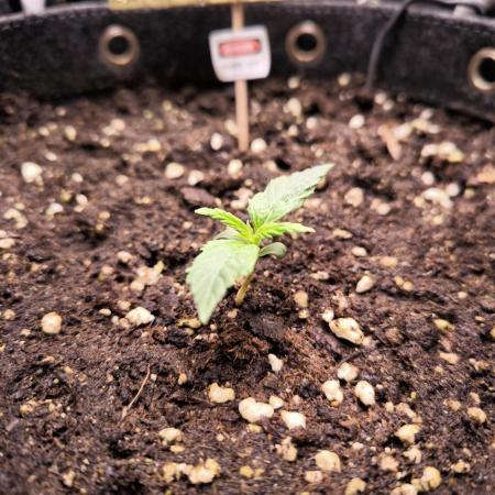 Divine Seeds Competition 2025