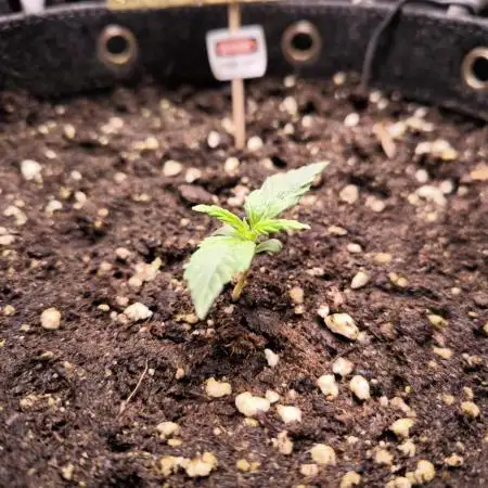 Divine Seeds Competition 2025