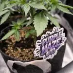 Fast Buds Purle Haze Auto